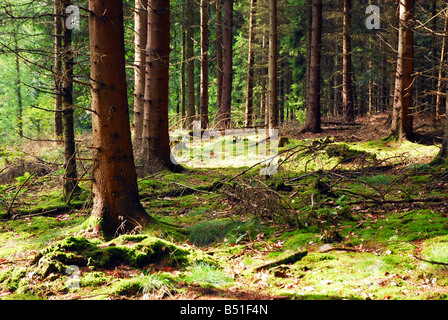 Matin dans la forêt Banque D'Images