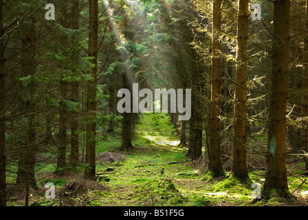 Rayons de soleil dans la forêt, Banque D'Images