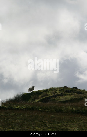 Moutons sur la colline avec moody sky au Pays de Galles Banque D'Images