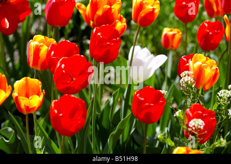 Tulipes Toronto, Ontario, Canada Banque D'Images