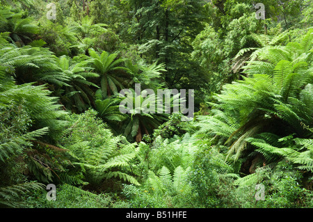 Les fougères arborescentes, forêt tropicale, Parc National de Tarra-Bulga, Victoria, Australie Banque D'Images