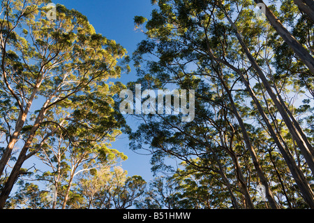 Arbres, forêt Boranup Karri, Parc National Leeuwin-Naturaliste, Western Australia, Australia Banque D'Images