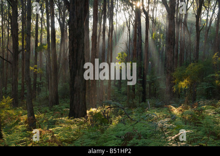 Forêt, Parc National de Yarra, Victoria, Australie Banque D'Images