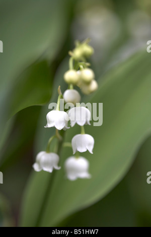 Le muguet, Ottawa, Ontario, Canada Banque D'Images