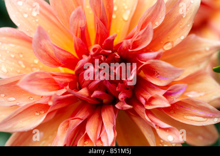 Close-up of Flower, Royal Botanical Gardens, Ontario, Canada Banque D'Images