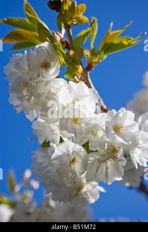 Arbres fruitiers en fleurs Banque D'Images