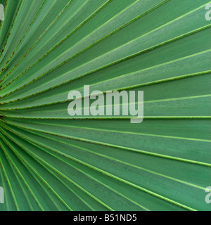 Close Up of Green Palm Branch Banque D'Images