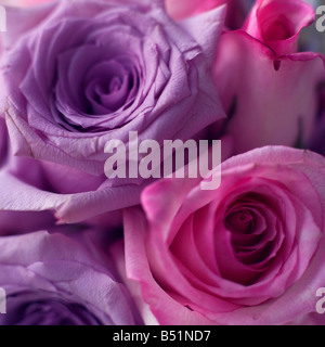 Bouquet de roses pourpres Banque D'Images
