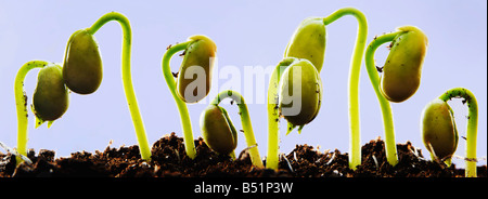 Rangée de plants de haricots de germination Banque D'Images