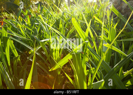 Close-up de la végétation, Belize Banque D'Images
