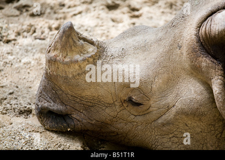 Armored rhinoceros Rhinoceros unicornis Banque D'Images