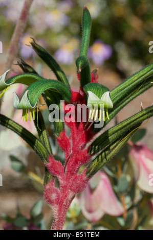 Les fleurs sauvages d'australie occidentale Mangles rouges Patte de kangourou Anigozanthos manglesii Banque D'Images