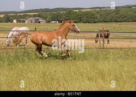 Poney allemand Banque D'Images