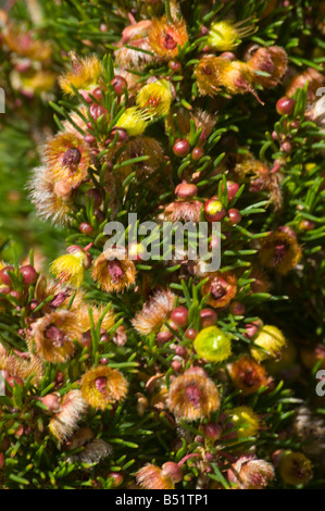 Fleurs sauvages d'australie occidentale Verticordia Staminosa Banque D'Images