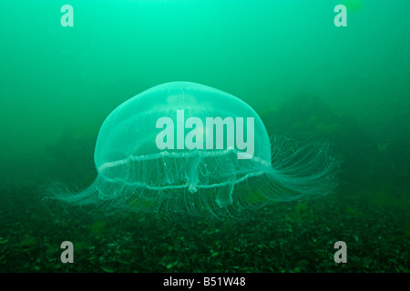 Aurelia aurita, méduse de lune Banque D'Images