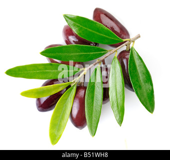 Branche d'OLIVIER AUX OLIVES Banque D'Images