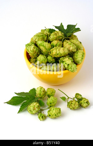 Les brasseurs d'houblon Humulus lupulus Banque D'Images