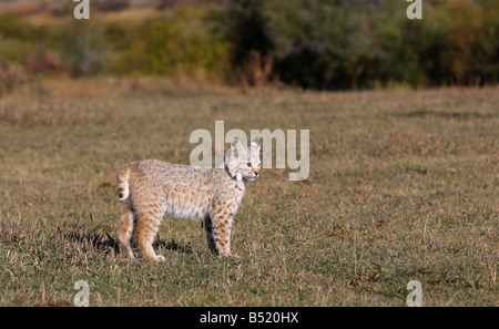 Jeune lynx roux Banque D'Images