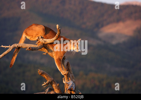 Mountain lion, Puma, Cougar, dans tree in early morning light Banque D'Images