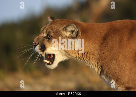 Mountain lion, Puma, Cougar, snarling Banque D'Images