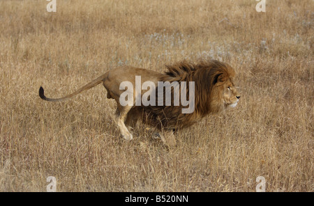 Lion d'Afrique en marche à travers l'herbe haute Banque D'Images