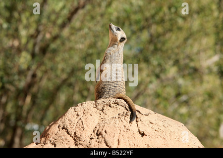 Meerkat, Oudtshoorn, Petit Karoo, Afrique du Sud Banque D'Images