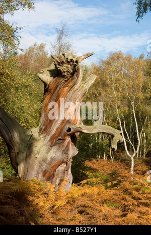 Vieux Chêne pourri dans la forêt de Sherwood, Nottinghamshire. Banque D'Images