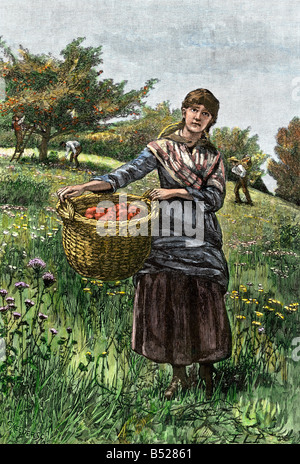 Jeune femme portant un panier de pommes d'un verger. À la main, gravure sur bois Banque D'Images