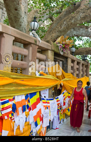 Un des moines bouddhistes prient en vertu de l'arbre de Bodhi à Bodhgaya, Etat du Bihar, Inde. Banque D'Images