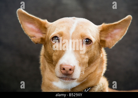 Portrait De Pharaon hound Banque D'Images