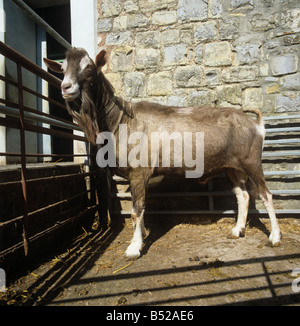 Toggenburg Billy Goat dans un stylo dans une cour de ferme à la collecte de l'eau Centre de chèvre Banque D'Images