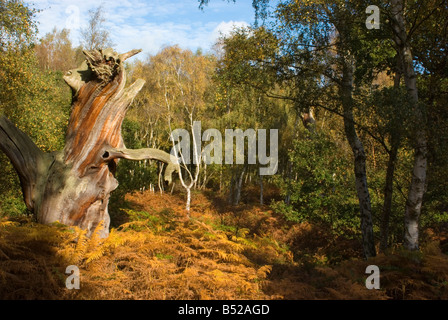 Vieux Chêne pourri dans la forêt de Sherwood, Nottinghamshire. Banque D'Images