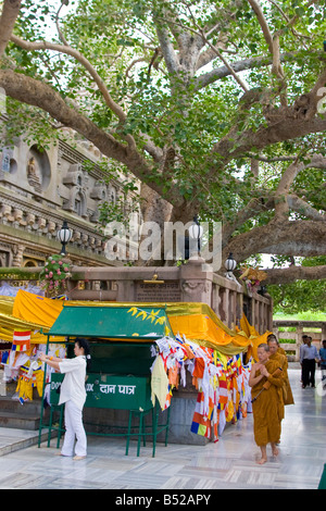 Un des moines bouddhistes prient en vertu de l'arbre de Bodhi à Bodhgaya, Etat du Bihar, Inde. Banque D'Images