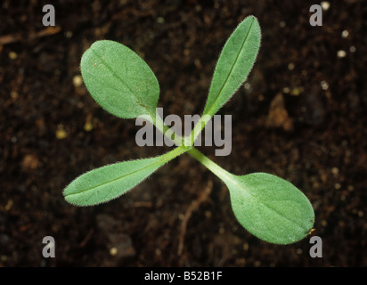 Grémil Lithospermum arvense champs avec deux vraies feuilles des plantules Banque D'Images