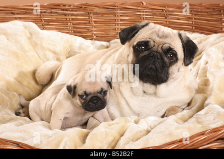 Avec pug - chiot dans panier Banque D'Images