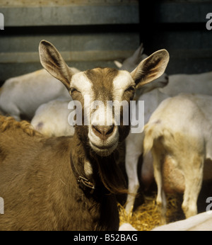 Chèvre à traire Toggenburg en plein soleil dans une maison de paille ouvert verso Somerset Banque D'Images