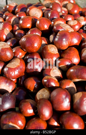 Gros tas de conkers horse chestnut seeds UK Banque D'Images