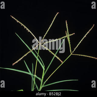 Bermuda Grass Cynodon dactylon fleurs inflorescences Banque D'Images