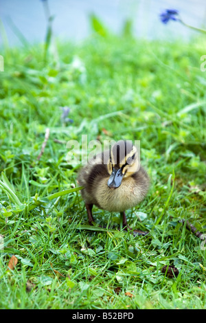 Un seul petit canard colvert walking in grassy field Banque D'Images