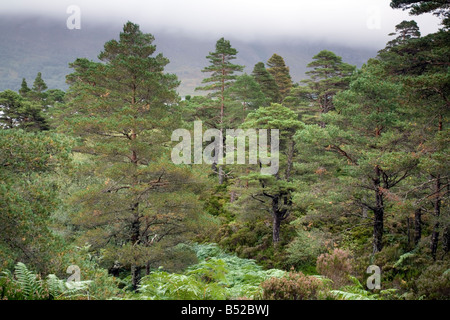 Nouvelle-calédonie forêt de pins de Beinn Eighe Banque D'Images