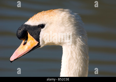 Cygne muet close-up Banque D'Images