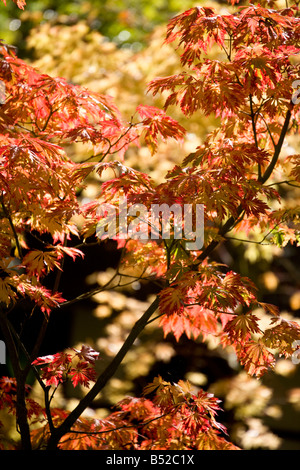 Acer des arbres présentant des couleurs d'automne Banque D'Images