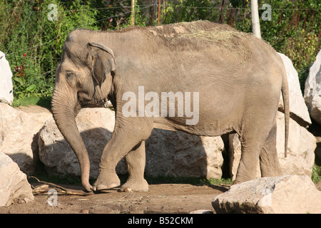 L'éléphant indien, Elephas maximus indicus Banque D'Images