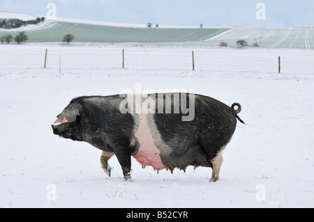 Martin phelps 060408 eastbrook wiltshire farm porcs biologiques bishopstone wilts saddleback les porcs et porcelets s'enracinant dans la neige Banque D'Images