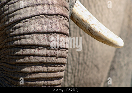 Détail d'un Africain d'éléphant et le brosme Banque D'Images