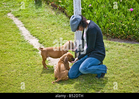 Femme jouant avec des chiots Rhodesian Ridgeback Banque D'Images