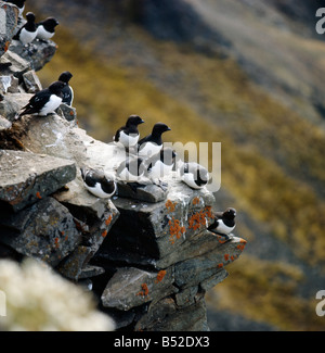 Mergule nain Alle alle Plautus alle Petit Pingouins Alle alle assis sur groupe rock Spitzberg Svalbard Norvège ALCIDAE Alle ANIMAL Banque D'Images