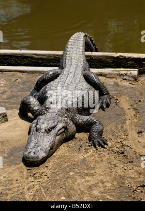 Un grand, la graisse se dorer au soleil alligator Banque D'Images