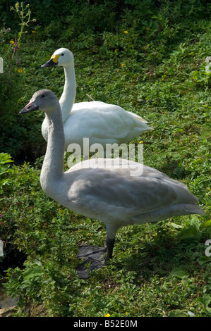 Les adultes et les juvéniles de cygnes de Bewick Banque D'Images