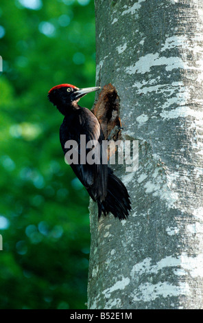Pic noir Pic Noir Dryocopus martius au tronc de l'arbre mâle Asie Asien Aves Europa Europe Pic Piciformes Picidae Natur noir S Banque D'Images